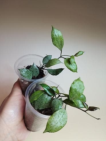 хойи: В продаже Scindapsus Peasun, Hoya Bahoi, Hoya Coriacea Silver, Hoya — 4