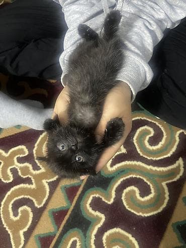 black cat: Девочка 
Вислоухая — 4