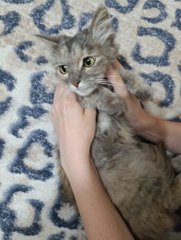 отдам кошечку в добрые руки: Кошка даром: Беспородная, 5 месяцев, Девочка — 2