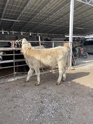 корова джерси: Продаю | Бык (самец), Музоо, торпок | Шароле | Искусственник — 2