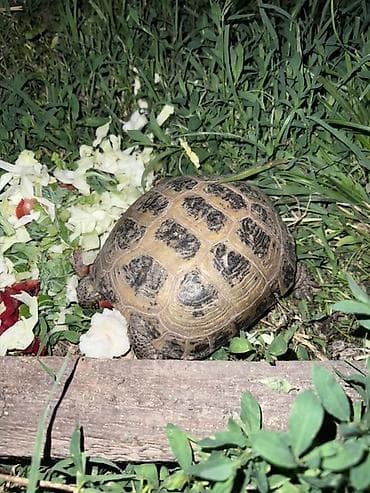 купить клетку для животных: Среднеазиатская сухопутная черепаха (Testudo horsfieldii). Описание — 1