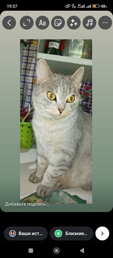 котята в добрые руки бесплатно: Американская короткошёрстная, 3 года, Девочка, Серый — 2