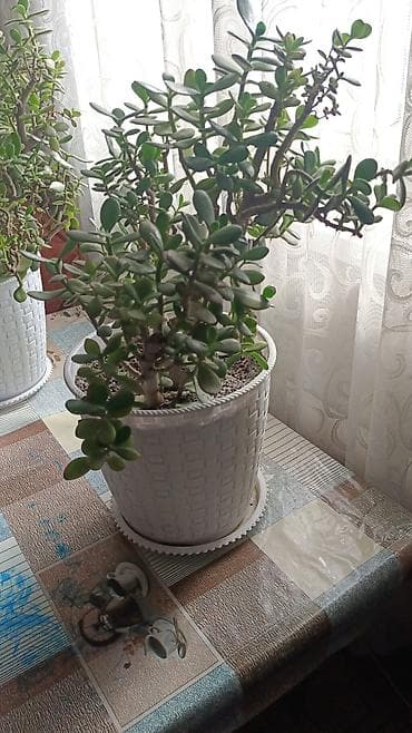 денежные дерево: Толстянка (Crassula ovata, денежное дерево) в декоративном кашпо. - — 4