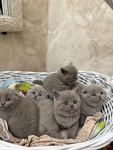 Животные: Шотландцы,окрас голубой (серый). - Плюшевые малыши с крупной круглой — 1