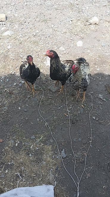 купить сокола в питомнике: Продаю | Петух | Бойцовая | Для разведения — 1