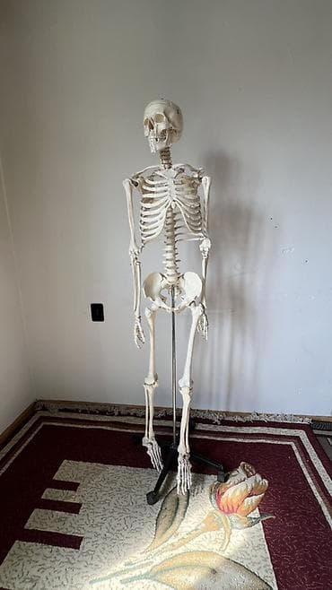мебель полки: Анатомический скелет человека в полный рост на напольной стойке - — 6