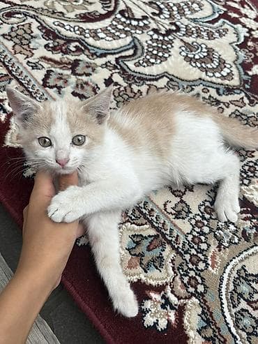 отдам даром кошку: Котята, родились 6 июня, пишите на воцап! — 2