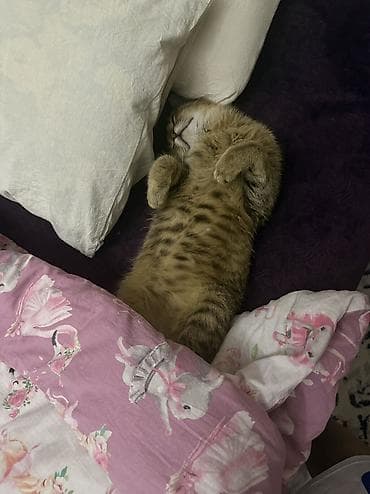 котята в дар: Кошка даром: Беспородная, Девочка — 4