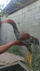 кой кыркыч: Продаются — 3