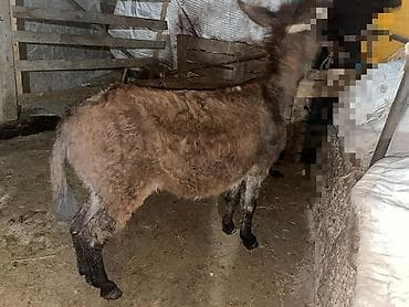 животные на продажу: Продам ишак обмен или на ишак — 4