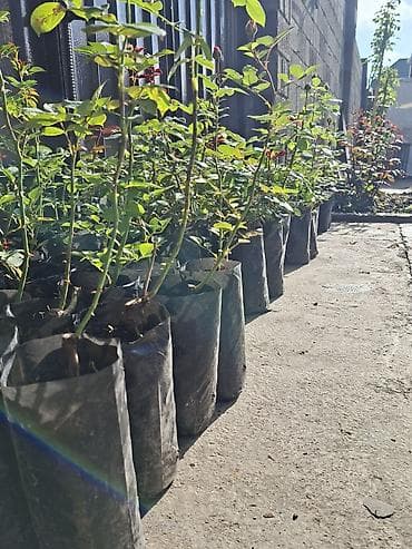 найза свечи: Саженцы Самовывоз, Бесплатная доставка, Платная доставка — 2