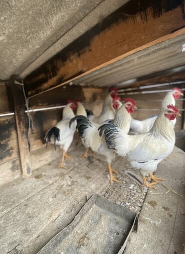 сельскохозяйственные животные продажа: Продаю | Петух | Для разведения — 1