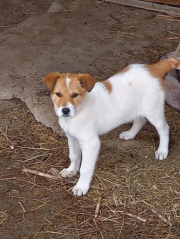 Грызуны: 3 месяца, Самка, С прививкой — 1