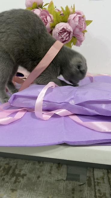 chi su: Скотиш Фолд (Шотландская вислоухая), 1 год, Девочка, Голубой, Приучена к лотку — 5