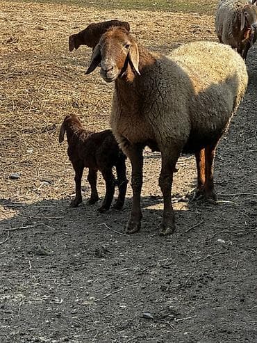 бравекто для собак бишкек: Продаю | Овца (самка), Баран (самец) | Арашан | Для разведения | Матка — 8