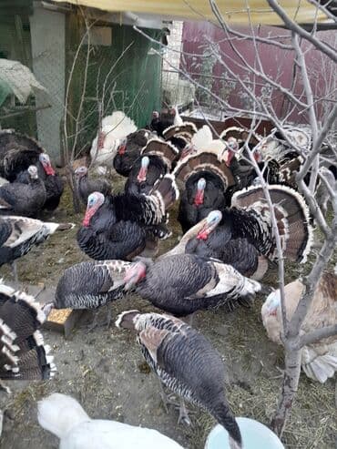 продам домик для кошки: Продаются индюки породистые на разведение и на забой! Крупные и — 3