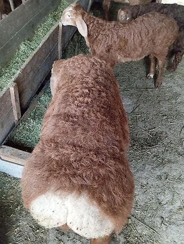 Аквариумы: Продаю | Баран (самец) | Для разведения — 7