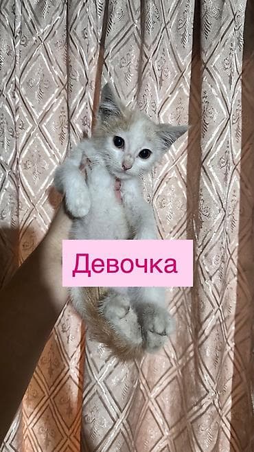 Мышыктар сатылат: Котята ищут дом — 4