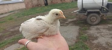 С/х животные и товары: Продаю | Цыплята | Для разведения — 3
