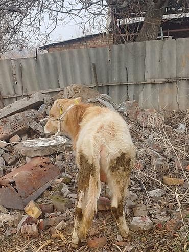 все для животных: Продаю | Бык (самец), Музоо, торпок | Алатауская, Швицкая, Шароле | На откорм, Для разведения | Осеменитель, Искусственник — 6