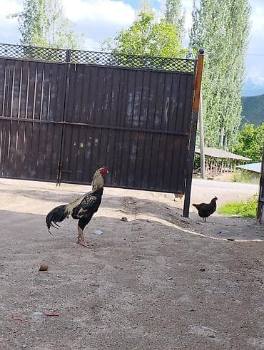 живой форел: Продаю | Петух | Бойцовая | Для разведения — 3