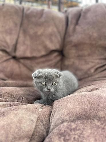 кошки сфинкс цена: Шотландский вислоухий котёнок - Тип шерсти: короткая, густая — 4