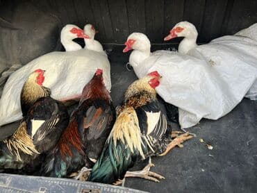 домашный куры: Индоутки селезень,петухи
1200,800 — 1
