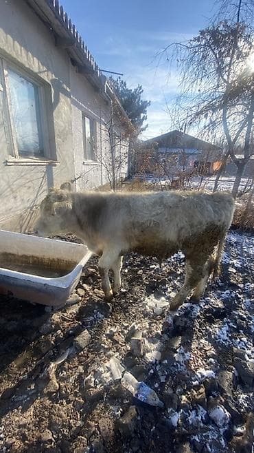 Аквариумы: Продаю | Тёлка | Полукровка | На откорм | Привязанные — 1