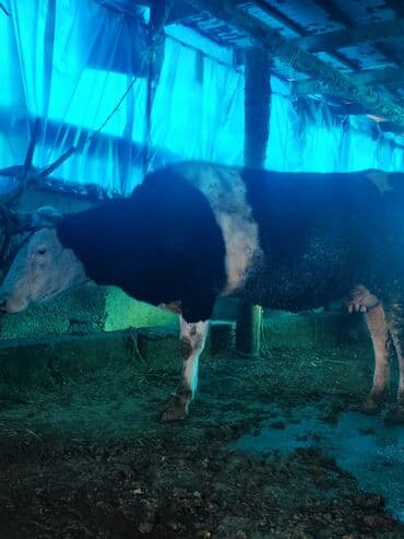обмен на корову: Продаю | Корова (самка) | Голштин | Для разведения, Для молока — 5