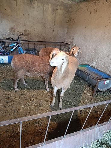 теке козел: Продаю | Баран (самец) | Эдильбаевская | Для разведения — 5