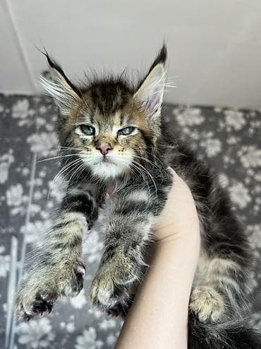 кошка продаётся: Эксклюзивные мощные котята Мейн куны с полным пакетом Документов — 3