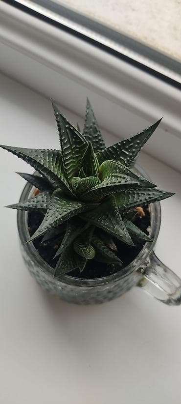 алоэ цветы: Алое декоративные — 2