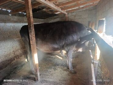 дойка коров аппаратом цена: Продаю | Тёлка | Для молока — 3