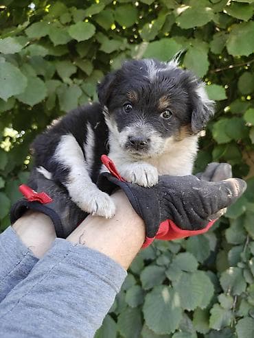 жылкы жаныбар: Ищут дом 4 щенка, возраст примерно 2 месяца. На первом фото щенок - — 1