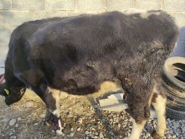 купить корову швицкой породы: Продаю | Бык (самец) | Полукровка | На откорм | Привязанные — 4