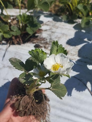 Рассада клубники (садовой земляники) с открытой корневой системой. -
