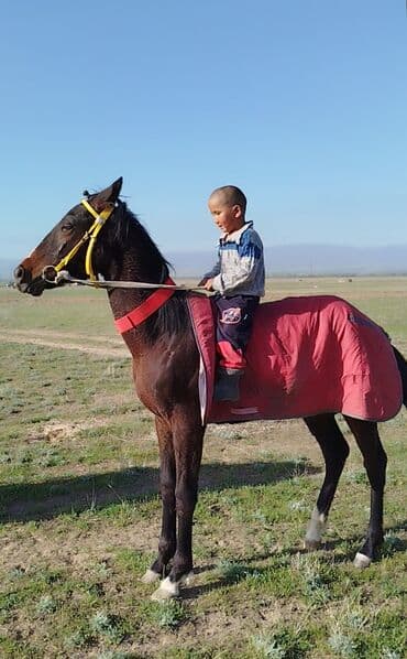 седло для осла: Продаю | Жеребенок | Английская | Конный спорт — 3