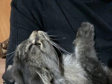 мейн кун бишкек 😺 питомник lyubushka 🐈 купить котенка 🐾 цена фото: Мейн-кун, 2 года, Девочка, Проглистована, Приучена к лотку, С документами — 3