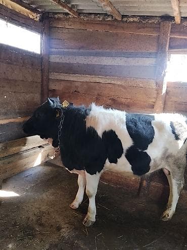 швицкая порода коров: Продаю | Бык (самец) | Для разведения | Привязанные — 3