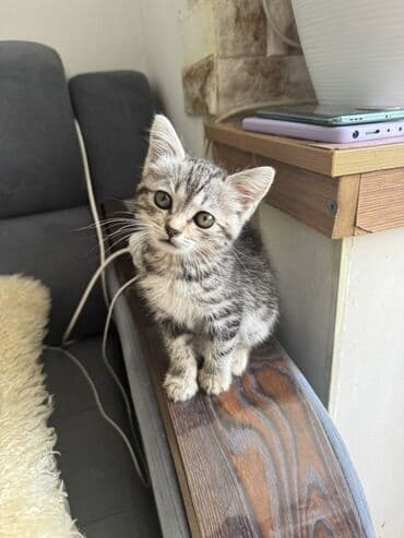 бенгальский кот домашний: Котята с яркой внешностью и игривым характером ищут новый дом. Один — 2