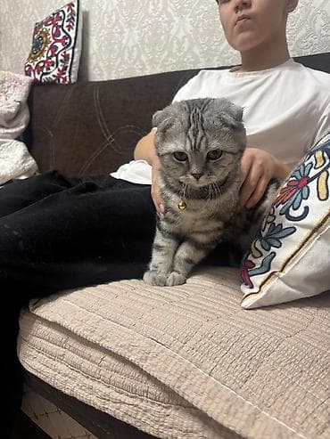 Другие животные: Скотиш Фолд (Шотландская вислоухая), 6 месяцев, Мальчик, Серый, Приучена к лотку, Проглистована, С документами — 4