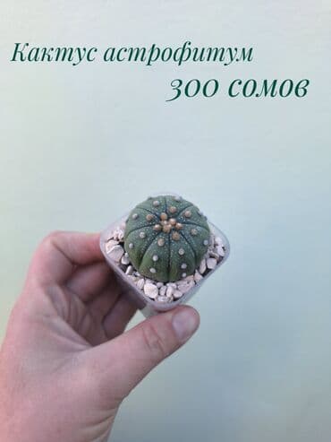 покупка деревьев: ● Комнатные растения (укоренённые черенки, молодые растения, взрослые — 21