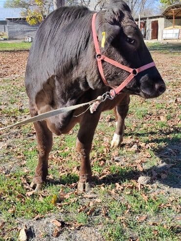 зоомагазин бишкек с животными: Продаю | Тёлка | Швицкая, Симментальская | Для молока | Стельные, Искусственник, Нетель — 5