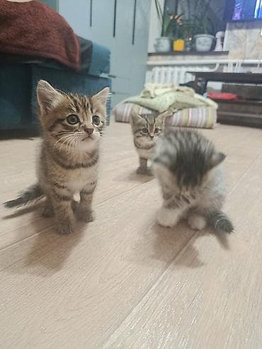 бенгалская кошка даром: 2 месяца, Мальчик — 2