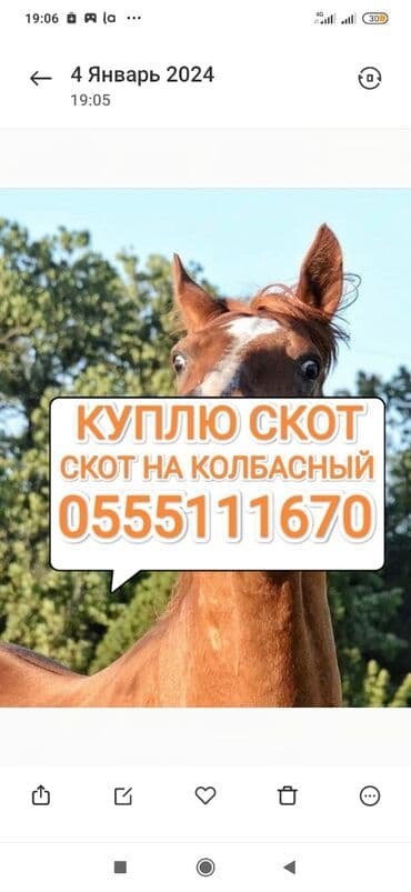 продам бу оборудование для птицефабрики: Куплю | Коровы, быки, Лошади, кони, Другие с/х животные | Круглосуточно, Любое состояние, Забитый — 1