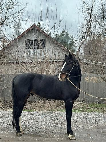 кунаи: Продаю | Жеребец | Рабочий — 6