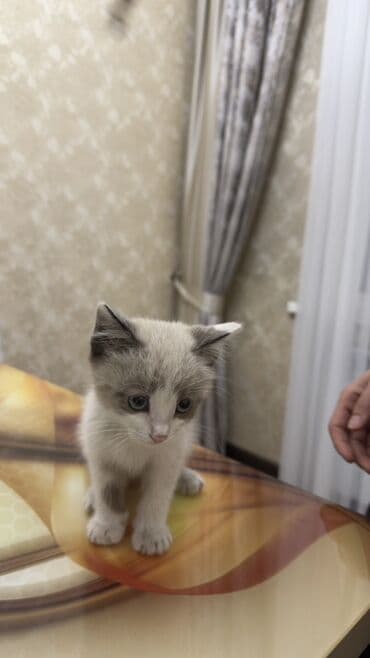 шотландские шиншилла котята купить: Отдаем в хорошие руки котёнка с необычной окраской поинт (серо-белый — 2