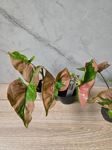 сингониумы: Сциндапсусы,сансевиерии,сингониум Ред спот,сингиниум пинк бьюти — 6