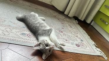 кошка регдолл: 4 месяца, Девочка, Приучена к лотку — 1