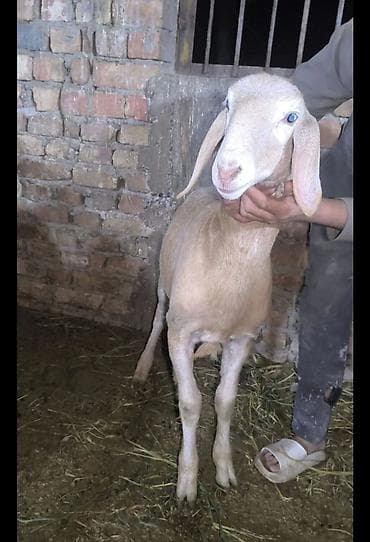 Продаю | Ягненок | Для разведения | Племенные